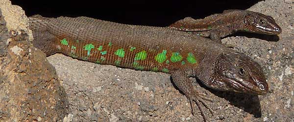 Gallotia-atlantica-atlantica-316p-korr