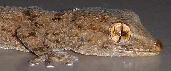 Tarentola-angustimentalis-001