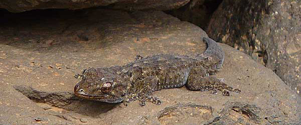 Tarentola-angustimentalis-018