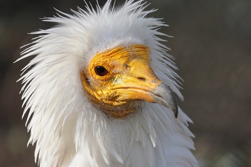 Schmutzgeier_Beispiel