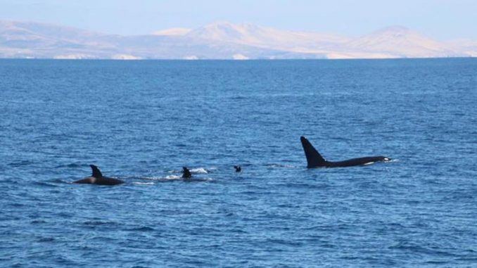 Orcas über Wasser