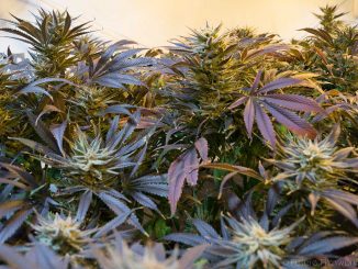 Marihuana web
