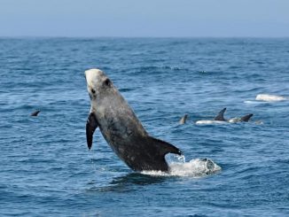 Risso Delfin b