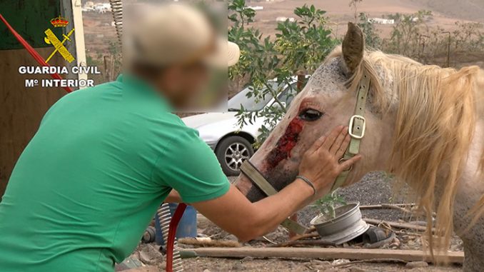 blutendes Pferd