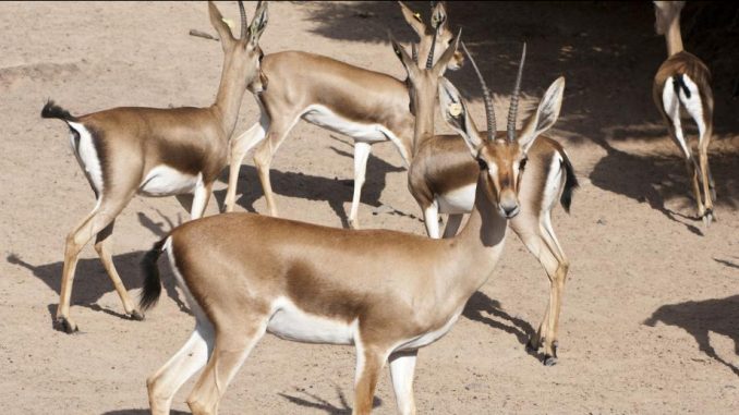 Cuvier Gazellen web