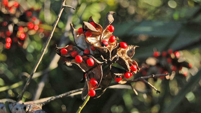 Paternostererbsen web