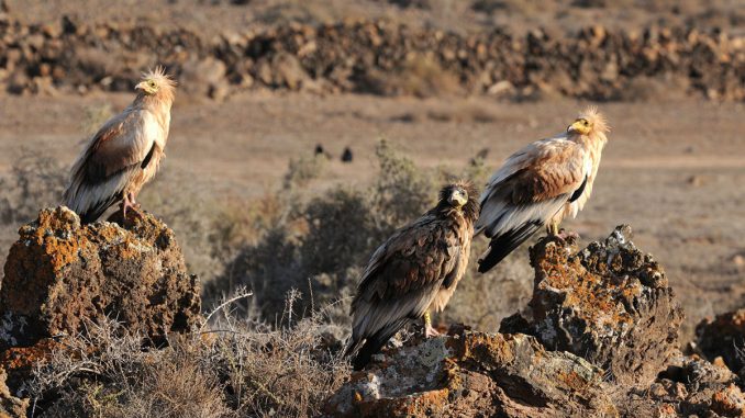 Gruppe von 3 Schmutzgeiern auf Fuerteventura