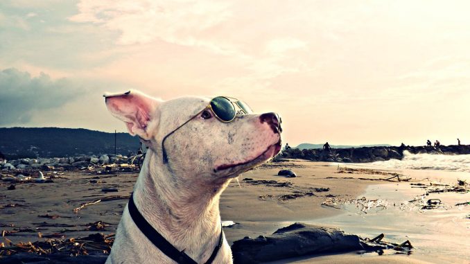 Pitbull mit Sonnenbrille w