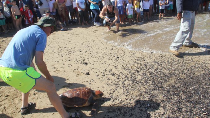 Schildkröten Playa Blanca