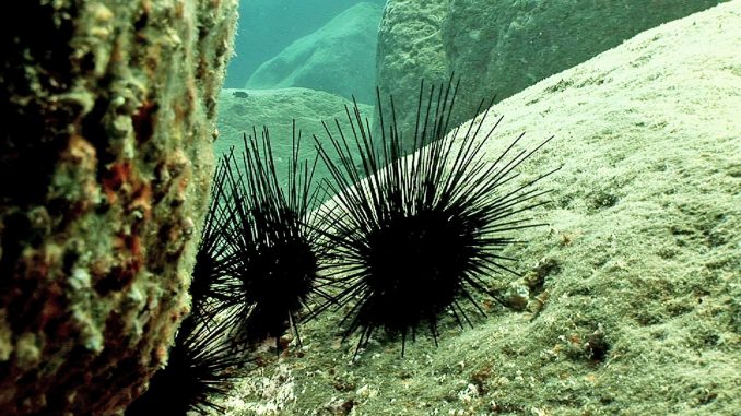 Diademseeigel