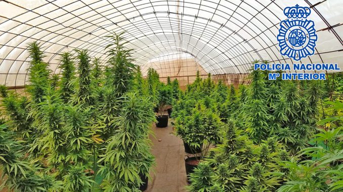 cannabis