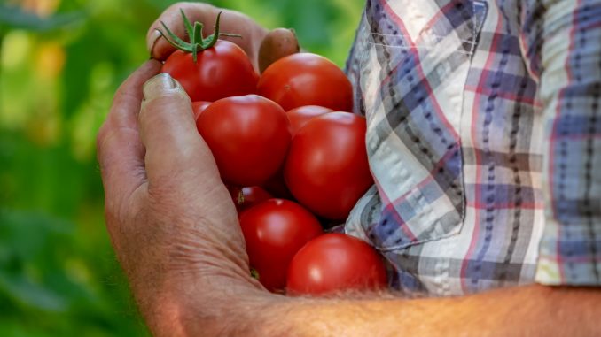 tomatoes-3702942_1920