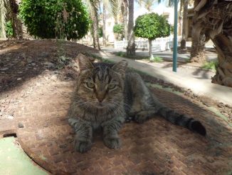 La Pared Katzen B.Omi