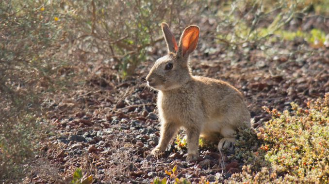 Kaninchen Fuerteventura b