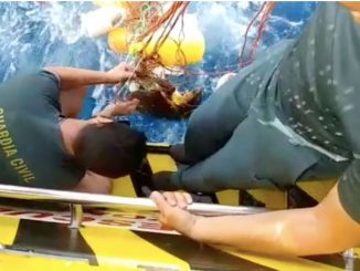 Schildkröte gerettet 2