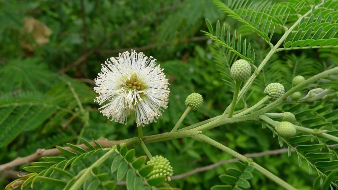 Weisskopfmimose-Fuerteventura-w