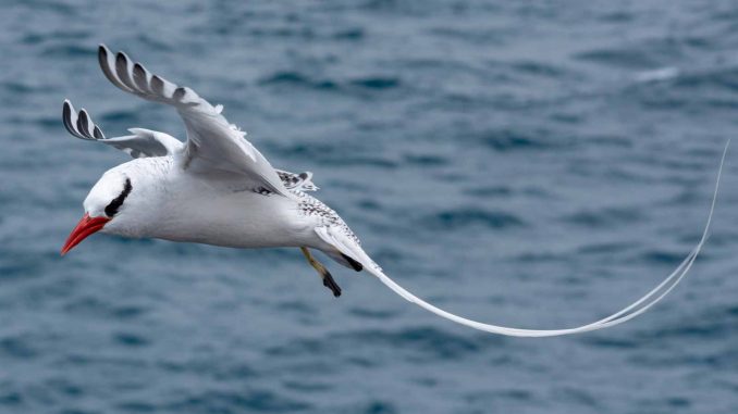 Rotschnabel-Tropikvogel auf Fuerteventura