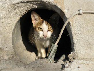 Steunende Katzen in La Oliva