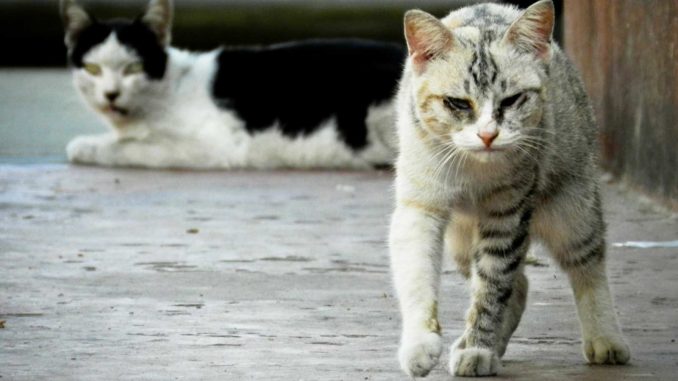 Streunende-Katzen-Fuerteventura-w