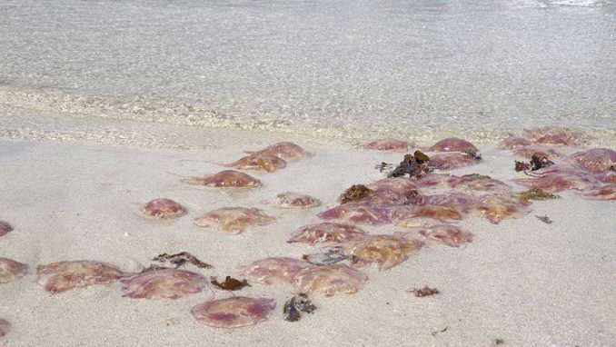 Feuerquallen-Invasion im Norden Fuerteventuras 2 Quallen Strand Corralejo