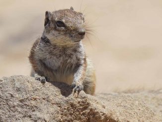 Atlashörnchen auf Fuerteventura