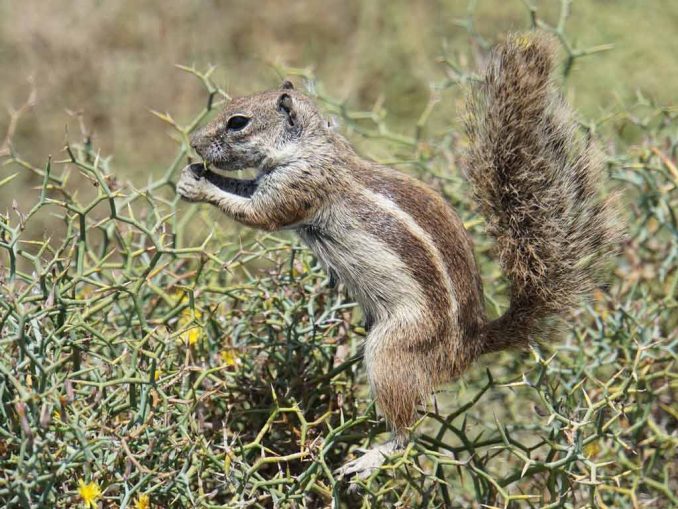 Atlashörnchen beim Fressen 2