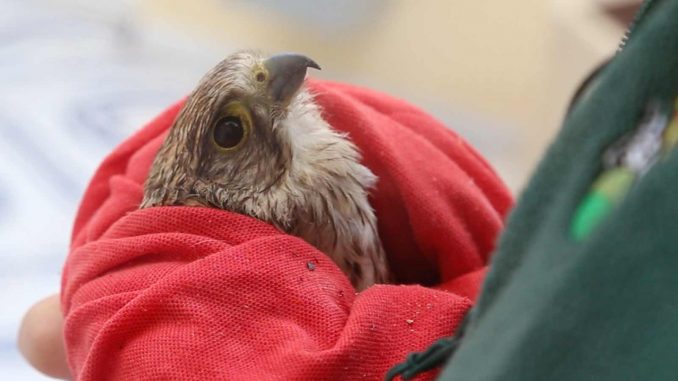 Falke-Fuerteventura-Rettung