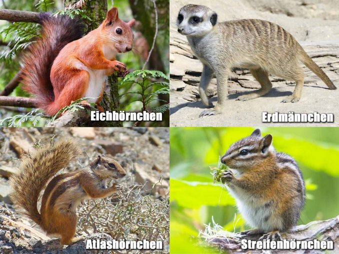 Vergleich Atlashörnchen Eichhörnchen Streifenhörnchen Erdmännchen