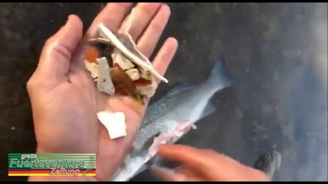 Plastik im Fisch