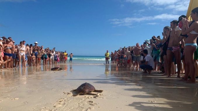 Schildkrötenfreilassung Corralejo 2