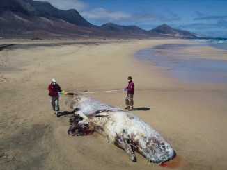 gestrandeter Pottwal Fuerteventura Cofete