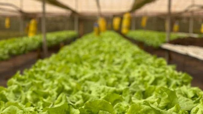 2020-05-12-mercadilloTUINEJE_Web