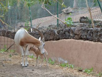 Orixantilope Wanda Mama Oasis web