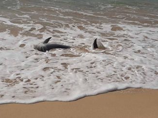 Delfin bei Morro Jable im Süden Fuerteventuras angeschwemmt 1 Delfin2 Morro web