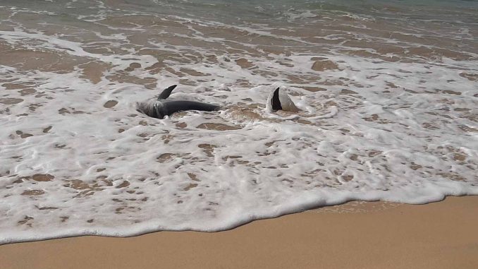 Delfin2_Morro_web