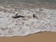 Delfin2 Morro web