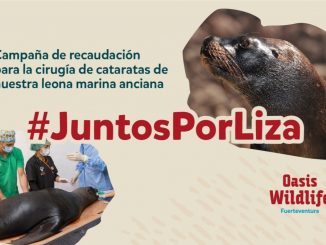 Juntos por Liza