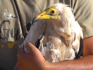 Schmutzgeier Freilassung