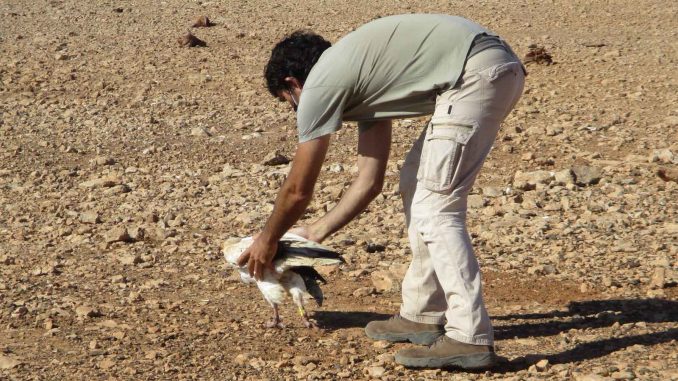 Vergiftete Schmutzgeier-Dame im Süden Fuerteventuras in Freiheit entlassen 1 Schmutzgeier Fuerteventura Freilassung