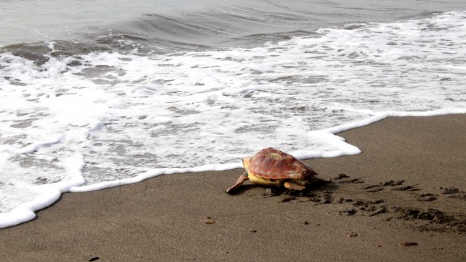 Schildkroete_frei_Lasplayitas_web
