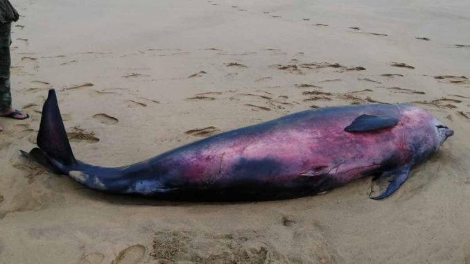 Calderon Cofete 2 web