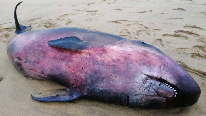 Calderon_Cofete-4_web