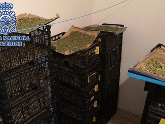 050121 marihuana polica Nacional web