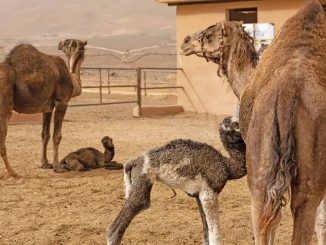 Dromedare Nachwuchs Oasis Wildlife Fuerteventura