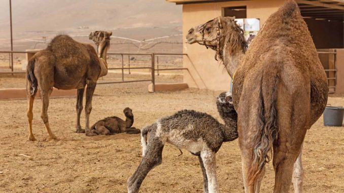 Dromedare-Nachwuchs-Oasis-Wildlife-Fuerteventura