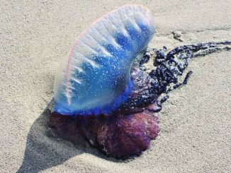 portugiesische Gallere web