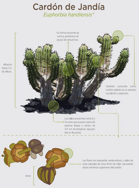 Cardon de jandia web