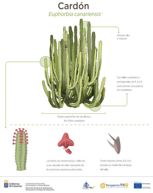 cardon canariensis web