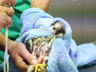 Mäusebussard auf Fuerteventura gerettet und wieder in die Freiheit entlassen 1 Maeusebussard 1 web