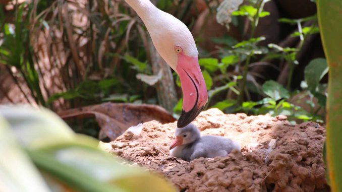 Flamingo-im-Nest-Fuerteventura